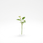 Plant Flowering 250 ml