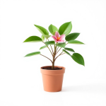 Plant Flowering 20 L
