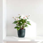 Plant Flowering 20 L