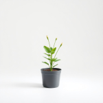 Plant Flowering 1 L