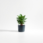 Plant Micro 20 L