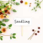 Seedling Label Markers (10 pcs)