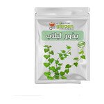 بذور اللبلاب المتسلق