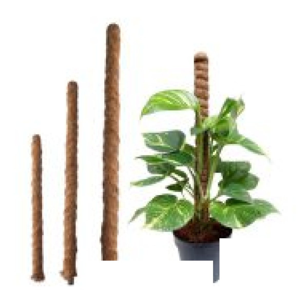 Plant Stake